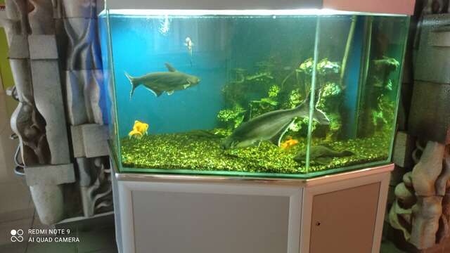 Гостиница Опава Камышин-54